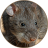 icon com.sounds.bandicootrat 1.2