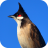 icon com.sounds.nokhuajuck 1.5
