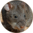 icon com.sounds.bandicootrat 2.3