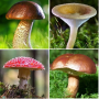 icon Mushroom identifier