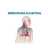 icon Medicina Ilustrada 9.8