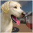 icon Pet Shelter Simulator 1.0.4