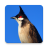 icon com.sounds.nokhuajuck 2.5