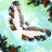 icon Flutter 2.62
