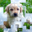 icon PicPu Dog Puzzle 6.07