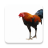 icon com.birddev.kaichon 20.0.0