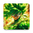 icon Top Anime Wallpaper 5.3.0