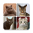 icon Cats 1.0