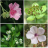 icon Plant identifier 6.5.190