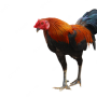 icon com.birddev.kaichon