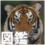 icon Animal Illustrated Reference Book