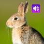 icon Rabbit Sounds