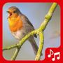 icon Sounds of birds. Songs and bird tones
