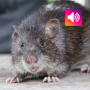 icon Bandicoot Rat Sounds