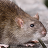 icon Mouse and Rat 2.4