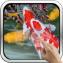 icon Interactive Koi Fish Live Wallpaper