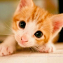 icon Kitten Wallpapers