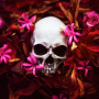 icon Skull Wallpapers