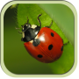 icon com.chudodevelop.insectsru.free