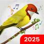 icon Birds Ringtones