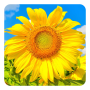 icon Golden Sunflower Live Wallpaper